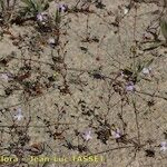 Chaenorhinum grandiflorum Habit