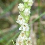 Goodyera repens Цветок