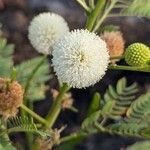 Leucaena leucocephalaFlower