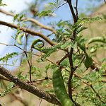 Vachellia tortuosa Tervik taim