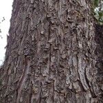 Cupressus arizonica Cortiza