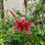 Lilium regale Kvet