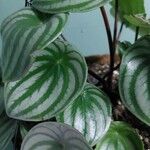 Peperomia argyreia Лист