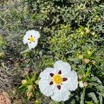 Cistus ladaniferFlor