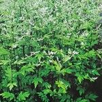 Artemisia alba Libunga