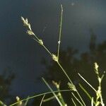 Carex remota 花