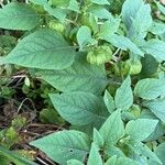 Physalis longifolia Leaf