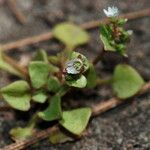 Claytonia rubra Habitus