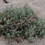 Atriplex laciniata 花