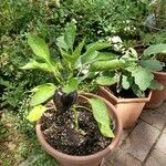 Capsicum annuum Habit