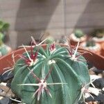 Ferocactus latispinus Bark