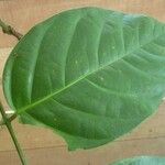 Ormosia coutinhoi Лист