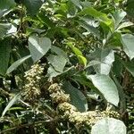 Acnistus arborescens Fruto