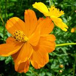 Cosmos sulphureus Flower