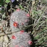 Mammillaria pottsii অভ্যাস