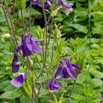 Aquilegia vulgarisBlomst