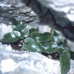 Asplenium sagittatum Natur