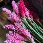 Alpinia purpurata Flower