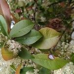 Photinia serratifolia Lehti