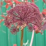 Angelica atropurpurea Квітка