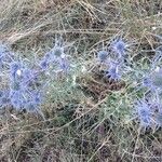 Eryngium amethystinumFlor