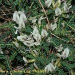 Astragalus greuteri Ďalší