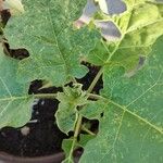 Solanum torvum Levél