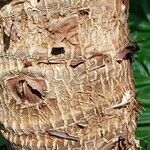 Alocasia macrorrhizos Bark