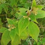 Miconia dependens Feuille