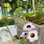 Gilia tricolor Bloem