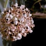 Allium fistulosum Bark
