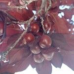 Prunus cerasifera Fruit