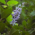 Petrea volubilis Хабит