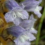 Orobanche nana Кветка