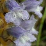 Orobanche nana Flower