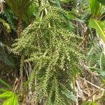 Cordyline mauritiana Φρούτο