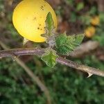 Solanum viarum पत्ता