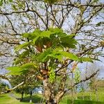 Acer pseudoplatanus Λουλούδι
