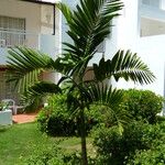 Areca catechu Fuelha