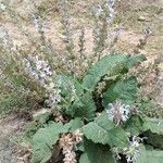 Salvia moorcroftiana Blatt