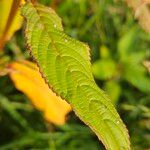 Impatiens glandulifera 葉