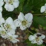 Crataegus monogynaFlower