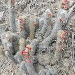 Cleistocactus hyalacanthus Pokrój