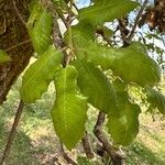 Quercus faginea Φύλλο
