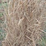 Panicum virgatum Листок