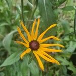 Rudbeckia fulgida Flower