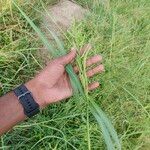 Echinochloa muricata Fruit