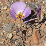 Calochortus flexuosus Blodyn