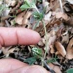 Trifolium scabrum Květ