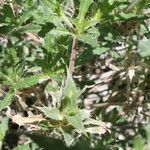 Blepharis obmitrata Blatt